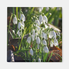 Schneeverfahren Magnet