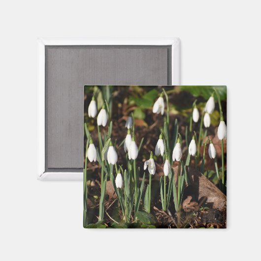 Schneeverfahren Magnet (Vorderseite/Rückseite)