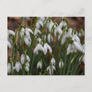 Schneeverfahren Postkarte