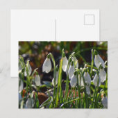 Schneeverfahren Postkarte (Vorne/Hinten)