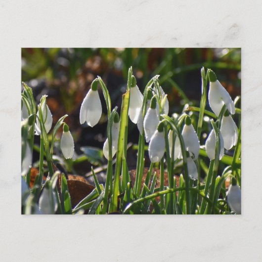 Schneeverfahren Postkarte (Vorderseite)