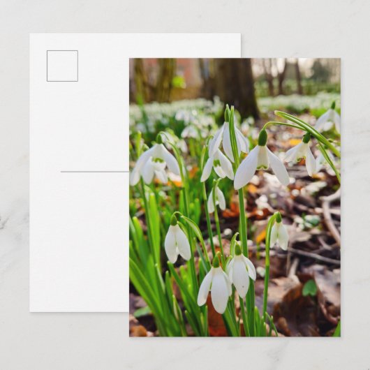 Schneeverfahren Postkarte (Vorne/Hinten)