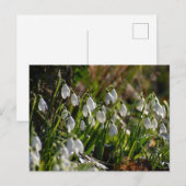 Schneeverfahren Postkarte (Vorne/Hinten)