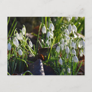 Schneeverfahren Postkarte