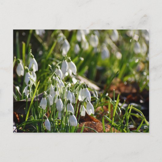 Schneeverfahren Postkarte (Vorderseite)