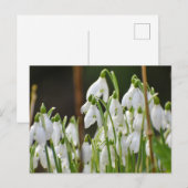 Schneeverfahren Postkarte (Vorne/Hinten)