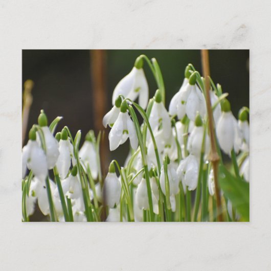 Schneeverfahren Postkarte (Vorderseite)