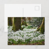 Schneeverfahren Postkarte (Vorne/Hinten)