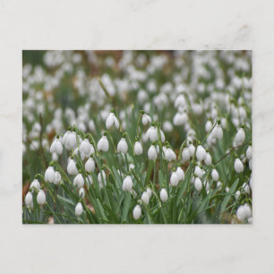 Schneeverfahren Postkarte