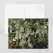 Schneeverfahren Postkarte (Vorne/Hinten)