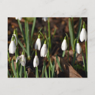 Schneeverfahren Postkarte