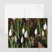 Schneeverfahren Postkarte (Vorne/Hinten)