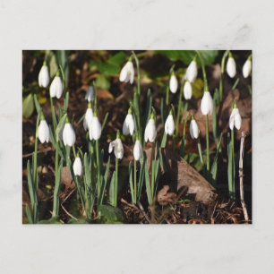 Schneeverfahren Postkarte