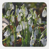 Schneeverfahren Quadratischer Aufkleber (Vorderseite)