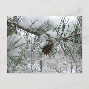 Schneeverzweig Winter Naturfotografie Postkarte