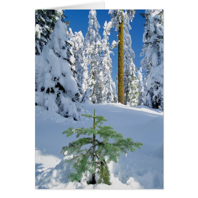 Schneewald in Oregon (Vorne)