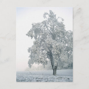 Schneewaldlandschaft Postkarte