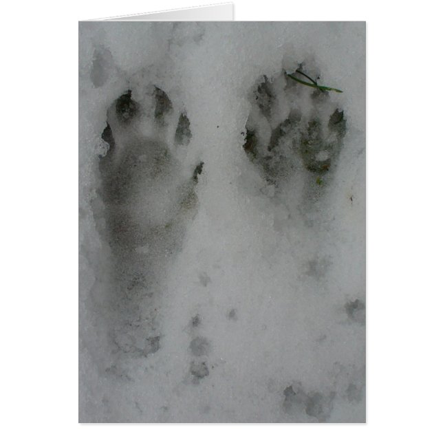 Schnee'Waschbär (Vorne)