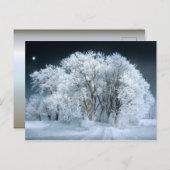 Schneeweg durch Mattierte Bäume Postkarte (Vorne/Hinten)