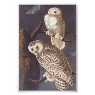 Schneewhite Eule bei Nacht Audubon Vintage-Kunst Fotodruck