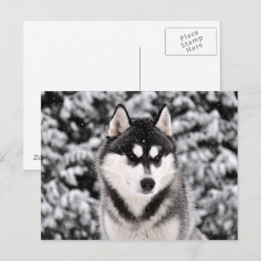 schneezauber postkarte (Vorne/Hinten)