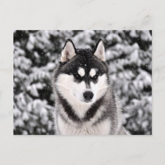 schneezauber postkarte (Vorderseite)