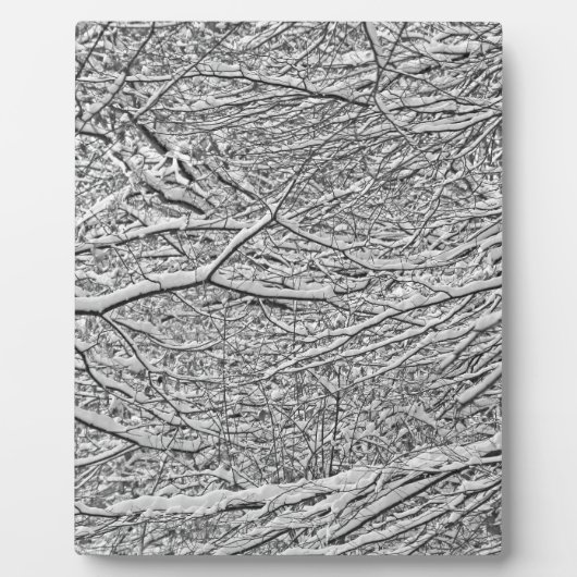 Schneezweige Fotoplatte (Vorderseite)