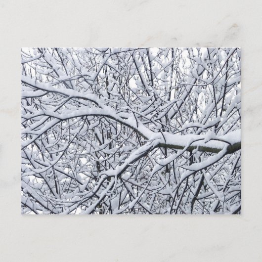 Schneezweige Postkarte (Vorderseite)
