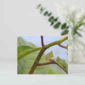 Schneidemittel Postkarte (Stehend Vorderseite)