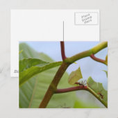 Schneidemittel Postkarte (Vorne/Hinten)
