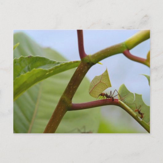 Schneidemittel Postkarte (Vorderseite)