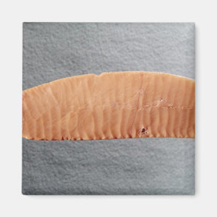 Schneider Magnet