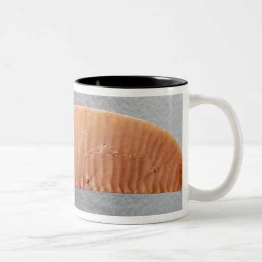 Schneider Zweifarbige Tasse (Rechts)