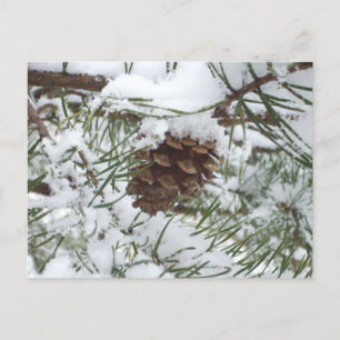 Schneiger Kiefernzapfen I Winter-Naturfotografie Postkarte