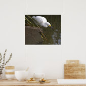 Schneireiher-Foto-Poster Poster (Küche)