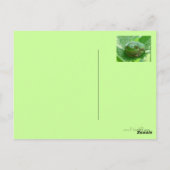 Schnell gut - grüner Frosch mit Lächeln Postkarte (Rückseite)