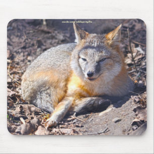 Schnelle Foxenruhe in der Sonnenschein Wildlife Mo Mousepad