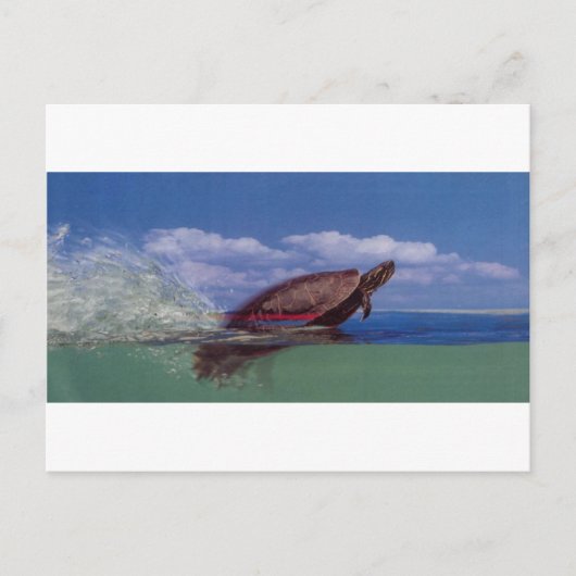 schnelle Schildkröte Postkarte (Vorderseite)