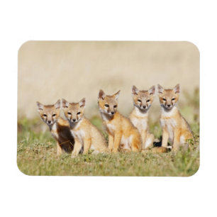 Schnellfuchs (Vulpes macrotis) Jungtier am Bau, 2 Magnet