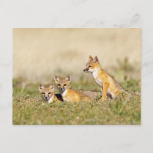 Schnellfuchs (Vulpes macrotis) Jungtier am Bau, 5 Postkarte