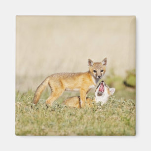 Schnellfuchs (Vulpes macrotis) Jungtiere am Bau, 4 Magnet
