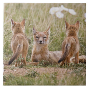 Schnellfuchs (Vulpes velox) Weibchen mit Jungen be Fliese