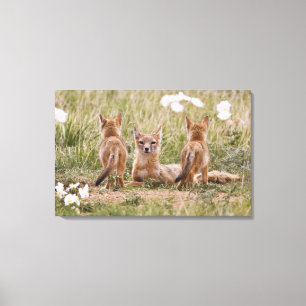Schnellfuchs (Vulpes velox) Weibchen mit Jungen be Leinwanddruck