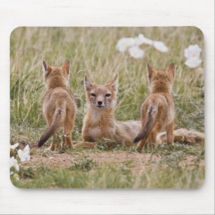 Schnellfuchs (Vulpes velox) Weibchen mit Jungen be Mousepad