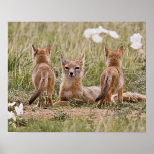 Schnellfuchs (Vulpes velox) Weibchen mit Jungen be Poster