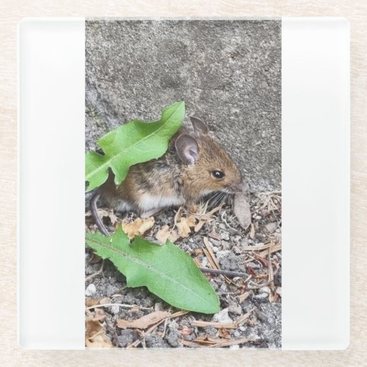 Schnellmauscosster Glasuntersetzer (Vorderseite)