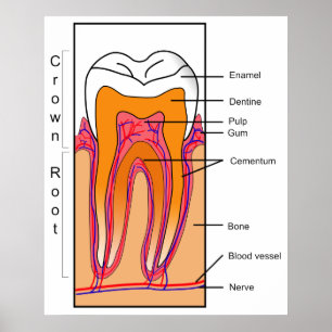 Schnittdiagramm eines menschlichen Zahnes Poster