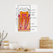 Schnittdiagramm eines menschlichen Zahnes Poster (Küche)
