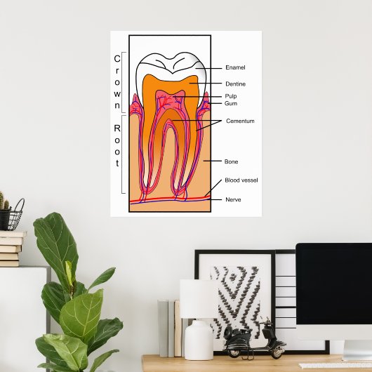 Schnittdiagramm eines menschlichen Zahnes Poster (Heimbüro)