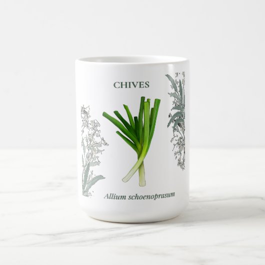 Schnittlauch — Allium schoenoprasum Kaffeetasse (Mittel)